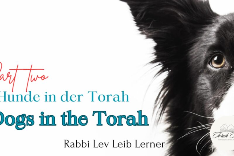 Rabbi Lev Leib Lerner: Hunde in der Torah (2) / Dogs in the Torah (2)