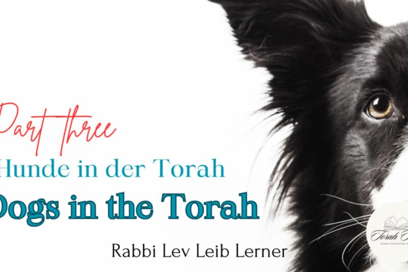 Rabbi Lev Leib Lerner: Hunde in der Torah / Dogs in the Torah (3)
