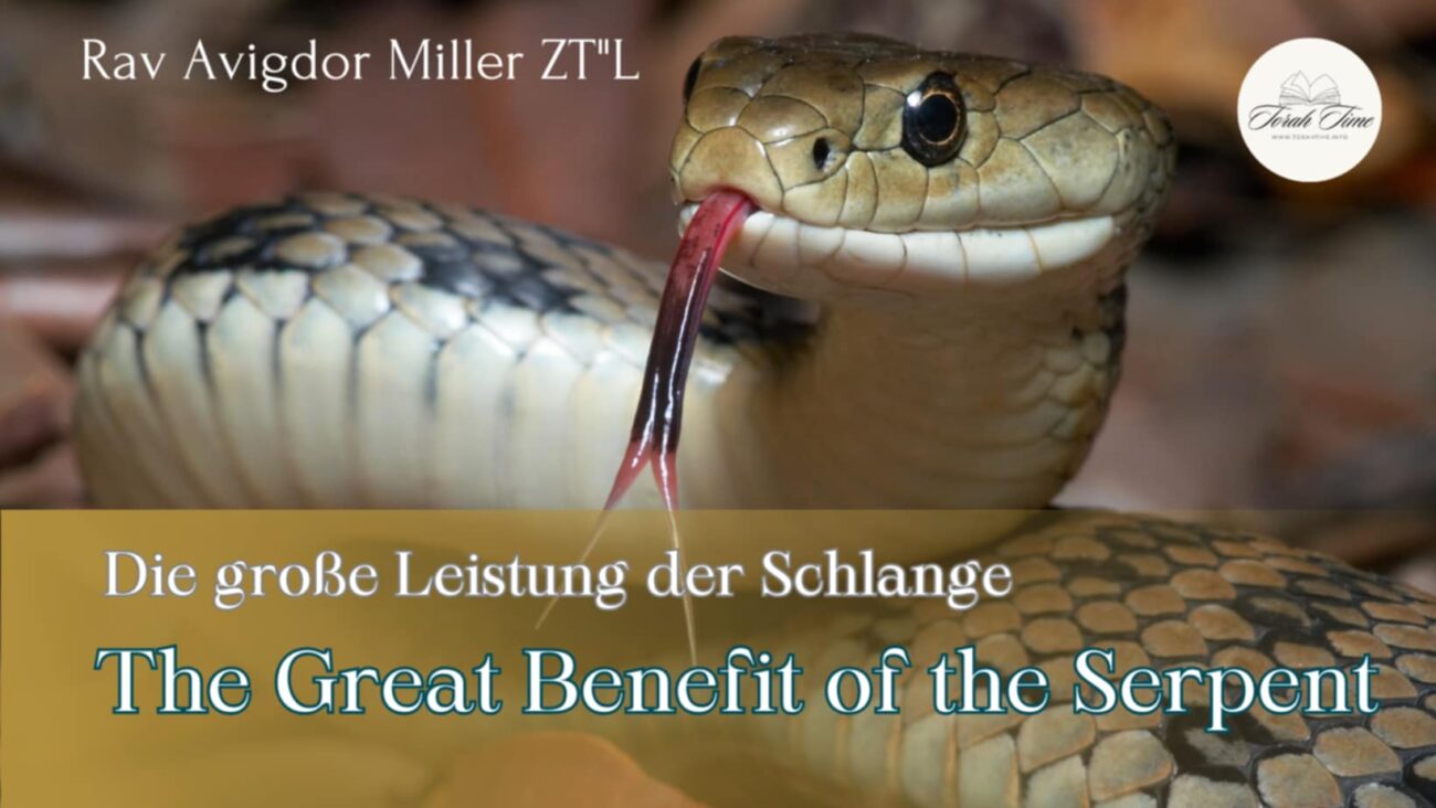 Die Leistung der Schlange