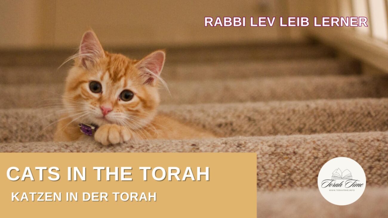 Katzen in der Torah