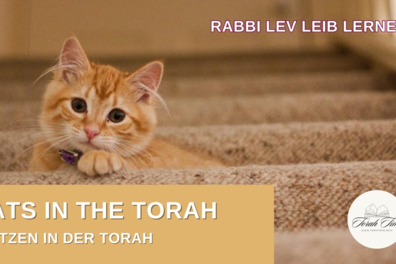 Rabbi Lev Leib Lerner: Katzen in der Torah / Cats in the Torah