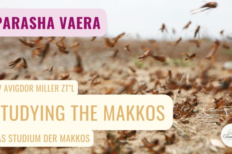 Das Studium der Makkos / Studying the Makkos
